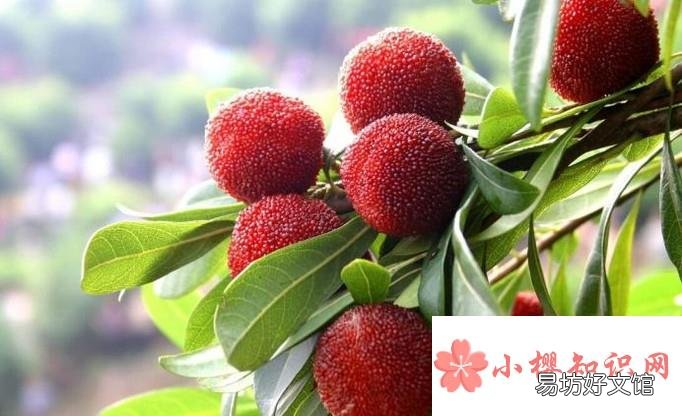 杨梅如何进行选择?