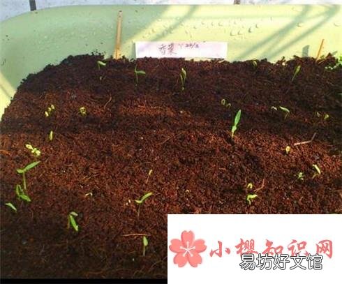 如何种好香菜?