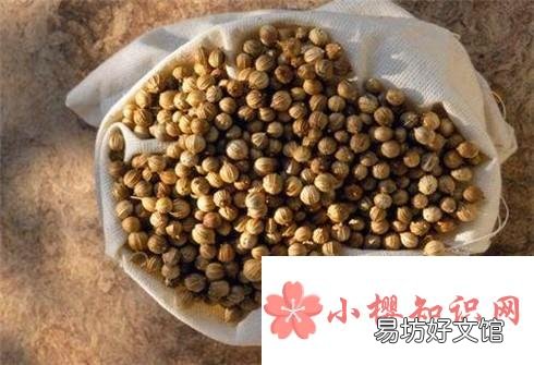 如何种好香菜?