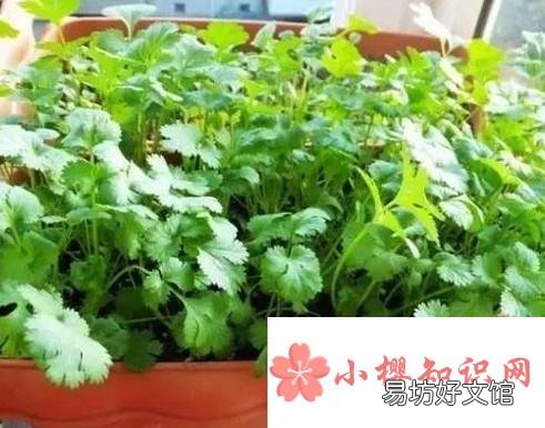 如何种好香菜?