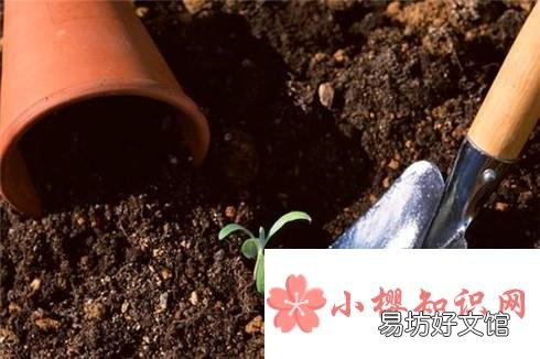 如何种好香菜?