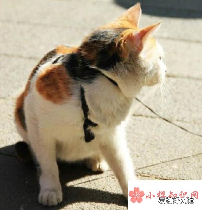 小猫怕人 老是躲着怎么办