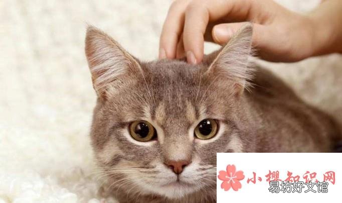 小猫怕人 老是躲着怎么办