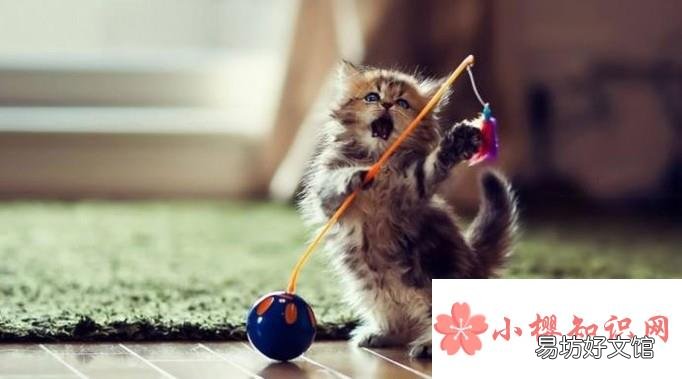 小猫怕人 老是躲着怎么办