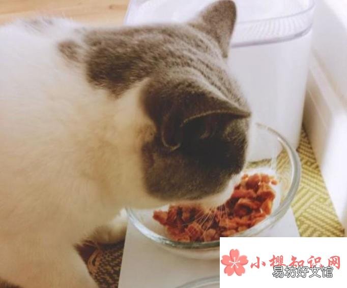 小猫怕人 老是躲着怎么办