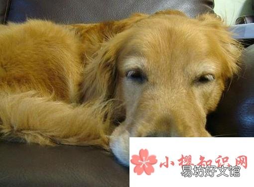 狗狗急性胃炎原因、治疗