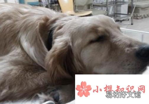 狗狗急性胃炎原因、治疗