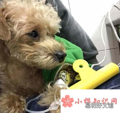 狗狗急性胃炎原因、治疗
