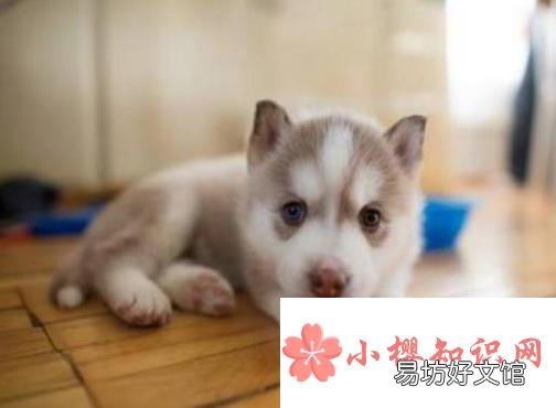 狗狗急性胃炎原因、治疗