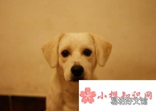 狗狗急性胃炎原因、治疗