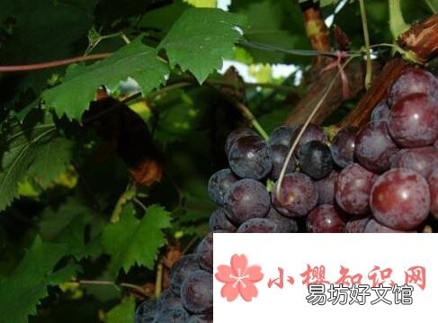 巨峰葡萄如何解决大小粒
