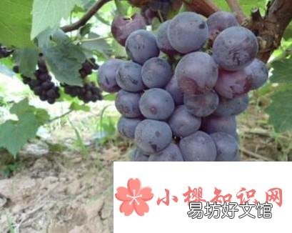 巨峰葡萄如何解决大小粒