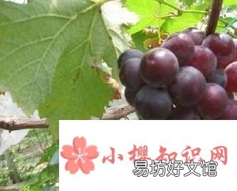 巨峰葡萄如何解决大小粒
