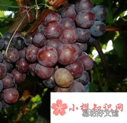 巨峰葡萄如何解决大小粒