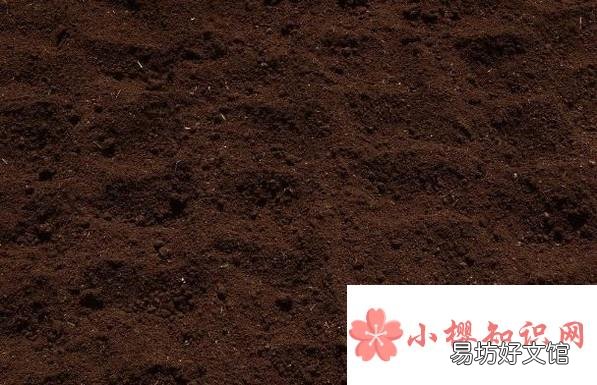 家庭怎样种桃树