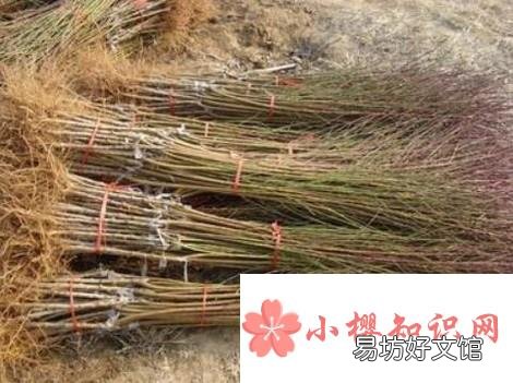 家庭怎样种桃树