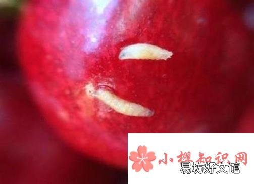 樱桃里面有虫子怎么办