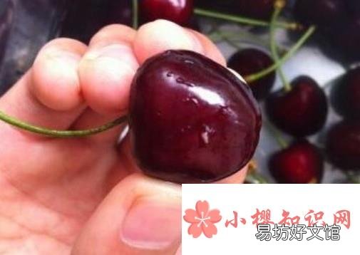 樱桃里面有虫子怎么办