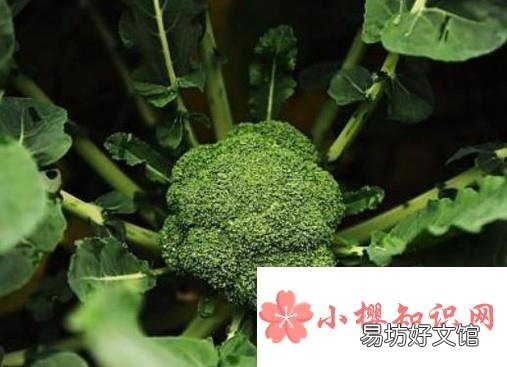 强碱性食物有哪些