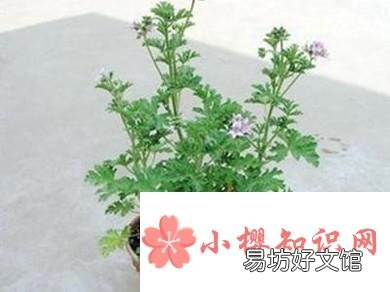 夏季防蚊的12个小妙招