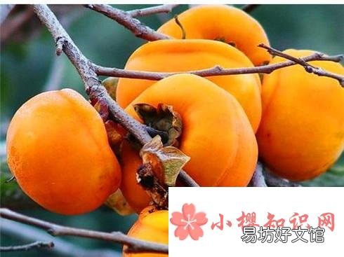 与虾相克的食物搭配及后果