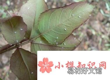 白粉虱怎么彻底消灭