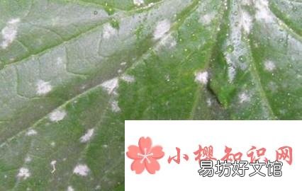 白粉虱怎么彻底消灭