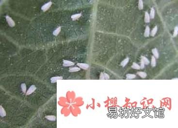 白粉虱怎么彻底消灭