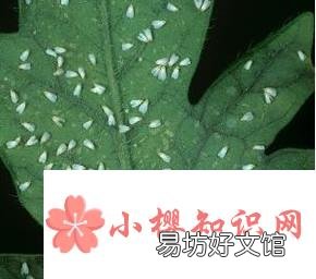 白粉虱怎么彻底消灭