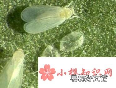 白粉虱怎么彻底消灭