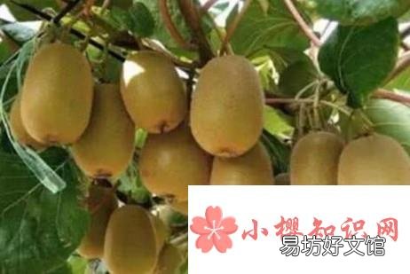 野生猕猴桃几月份成熟？教你猕猴桃怎样催熟