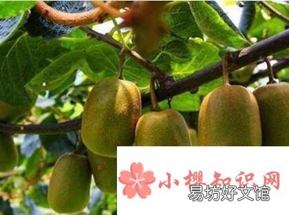 野生猕猴桃几月份成熟？教你猕猴桃怎样催熟