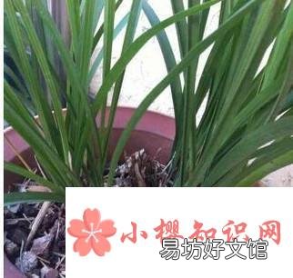 兰花叶子尖发黑怎么办