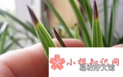 兰花叶子尖发黑怎么办
