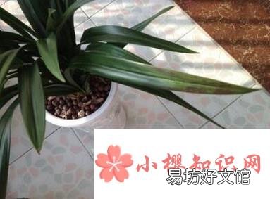 兰花叶子尖发黑怎么办
