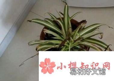 兰花叶子尖发黑怎么办