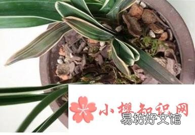 兰花叶子尖发黑怎么办