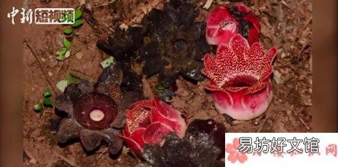 寄生花是长什么样子 无叶无根无枝条的寄生花开花