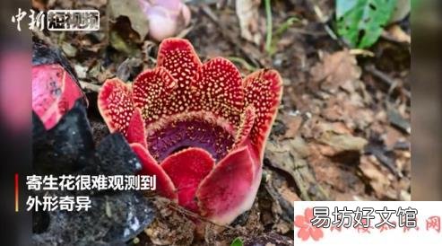 寄生花是长什么样子 无叶无根无枝条的寄生花开花