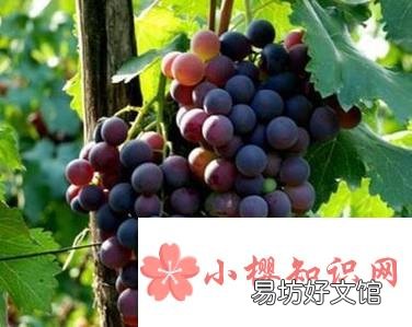 正确的清洗葡萄的方法