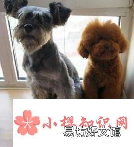 50天小泰迪怎么养