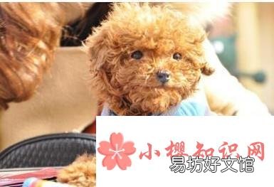 50天小泰迪怎么养