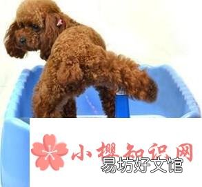 50天小泰迪怎么养