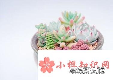 如何养殖多肉植物