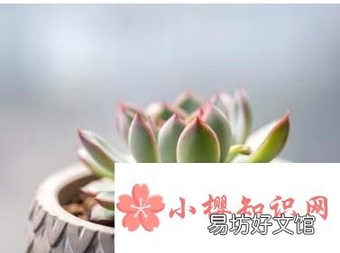 如何养殖多肉植物
