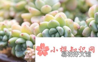 如何养殖多肉植物