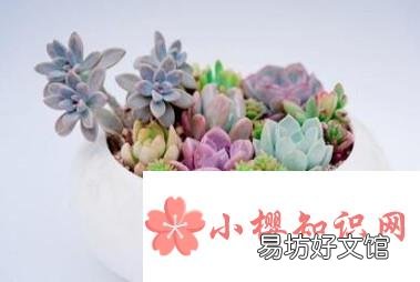 如何养殖多肉植物
