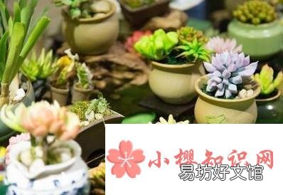 如何养殖多肉植物