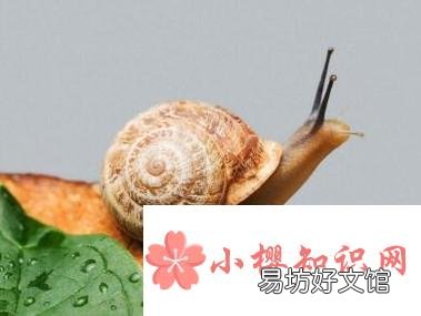 蜗牛不吃东西怎么办