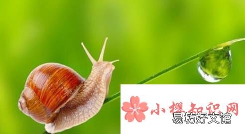 蜗牛不吃东西怎么办